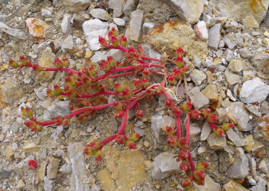 Mesembryanthemum nodiflorum